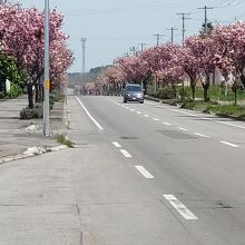 道の駅の前の国道は、八重桜の並木が続く。