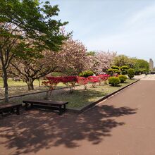 道の駅は桜の名所の公園に隣接。