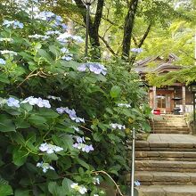 大師堂に紫陽花