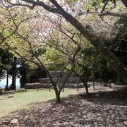 5月はじめにはまだ八重桜が咲いてました