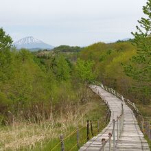 十数年前は荒野、今は散策路のまわりに木々が茂る。