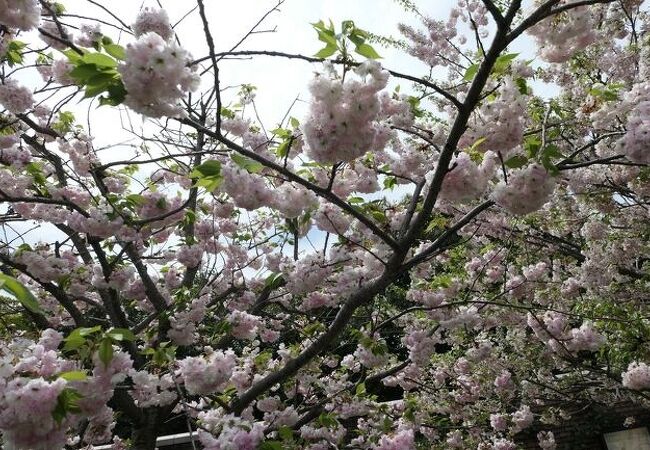 元町を見晴らせる花の公園♪