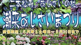 茨城のアジサイの名所、潮来にある「二本松寺のアジサイの杜」を訪ねた。