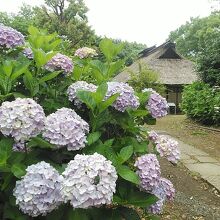 古民家に紫陽花