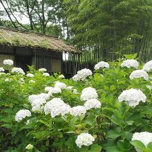 水車小屋に紫陽花と竹林