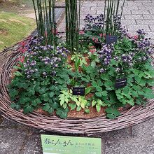 花壇がありました。「牧野植物園」と上手くコラボ