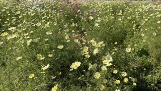 吹上コスモス畑