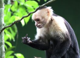 マヌエル アントニオ国立公園