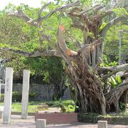 那覇市街中心部にある大きな公園です。