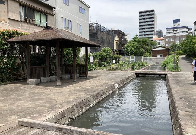 古石場川親水公園