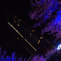 桜の時期で夜はライトアップされてました。