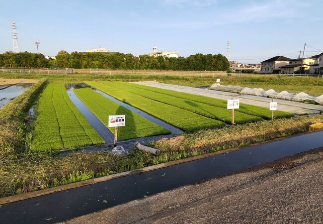 泉橋酒造