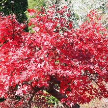 佐白山麓公園の紅葉