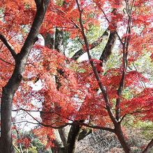 佐白山麓公園の紅葉