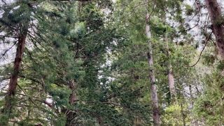 杉並木が圧巻、長野を代表する神社