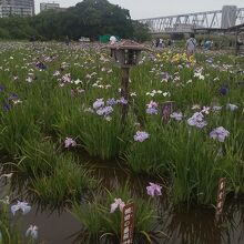 小岩菖蒲園