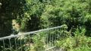 川満マングローブ