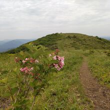 道後山山頂へ高原の道を歩く。ピンクのタニウツギが綺麗だ。