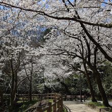 展望台への桜並木