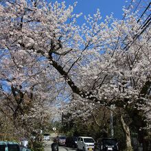 展望台への桜並木