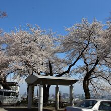 桜の展望台