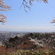 桜の展望台からの眺め