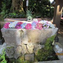 二本松寺の手水舎にもアジサイがいっぱい