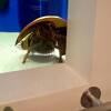 思う存分カブトガニ