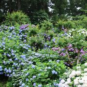 実は紫陽花もすごい！