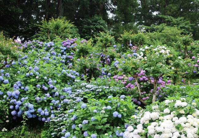 実は紫陽花もすごい！