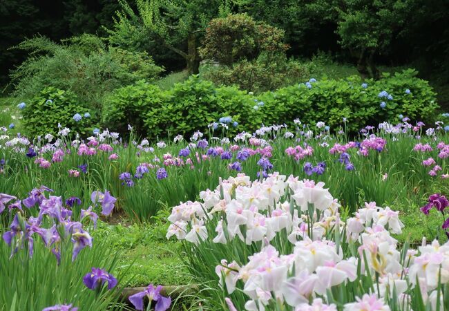 個性豊かな花菖蒲