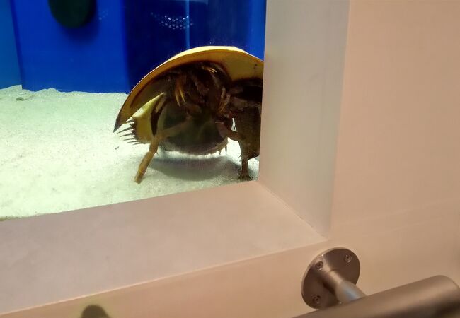 笠岡市立カブトガニ博物館 クチコミ・アクセス・営業時間|笠岡・浅口
