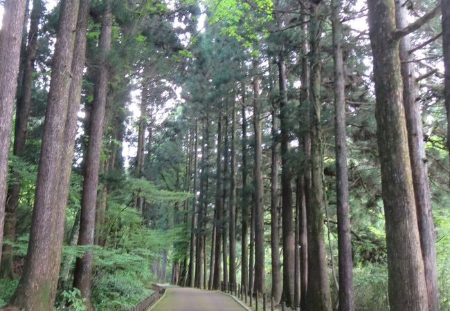 これが有名な杉並木かと思うほどの杉の巨木が立ち並んでしました。