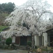 長興山紹太寺は花がきれい