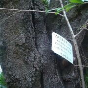 大稲荷神社鳥居脇にソメイヨシノ