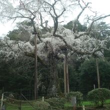 長興山のしだれ桜