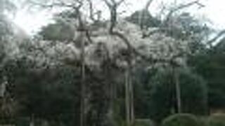 長興山のしだれ桜