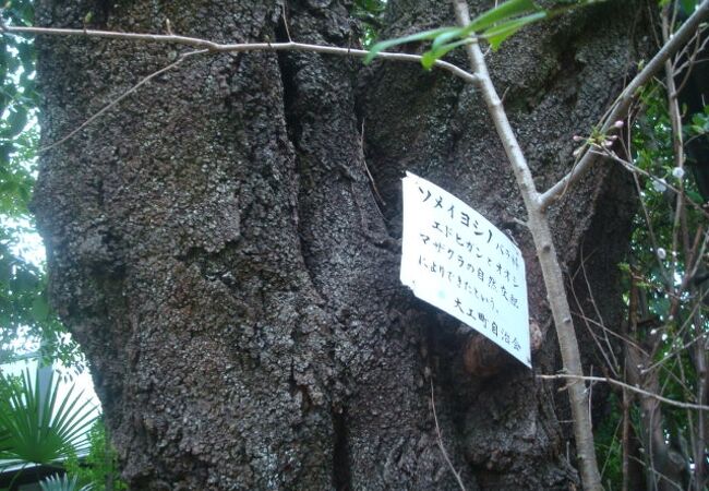 大稲荷神社鳥居脇にソメイヨシノ