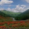 60万株のレンゲツツジが開花