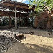 コアラやカンガルーの見せ方がユニークな動物園
