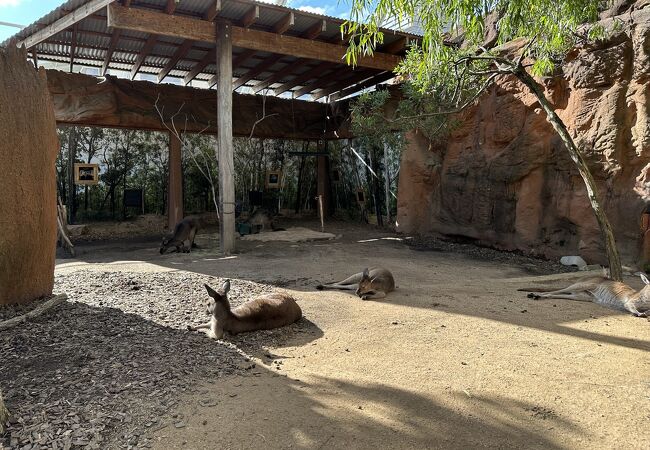 コアラやカンガルーの見せ方がユニークな動物園