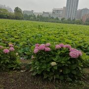 難読の地名です。上野公園や上野動物園に来た際はぜひこちらにも。