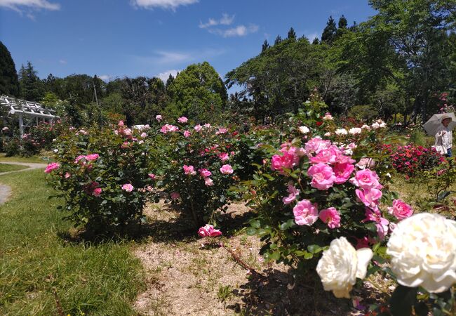 車椅子で華やかな庭園を楽しめる