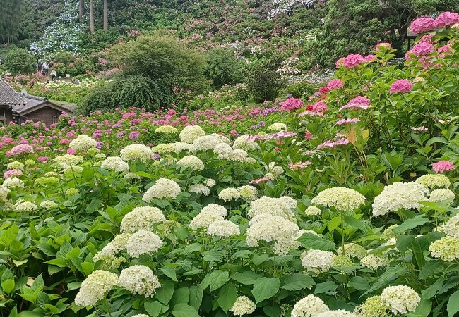 平日でしたが混んでました。