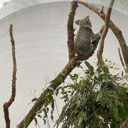 台北市立動物園