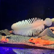 沼津港にある深海魚専門の水族館