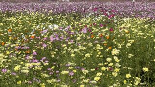 吹上コスモス畑