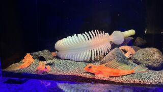 沼津港にある深海魚専門の水族館