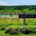 北海道のファーム富田にインスパイアされてつくられたラベンダー園