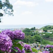 広範囲にわたって種類豊富な紫陽花を楽しめる